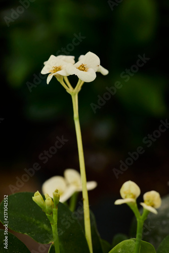Crown of thorns euphorbia milii white flowers blooming