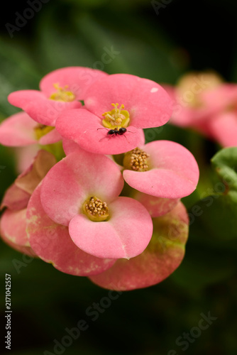 Ant walking on pink crown of thorns flower