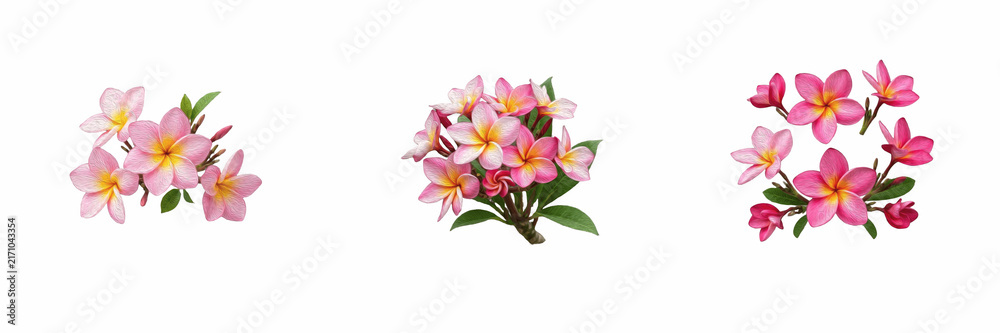 Obraz premium Set Beautiful Pink Plumeria Flowers Isolated on White Background Collection for Tropical Floral Design Summer Wedding Greeting Card and Nature Illustration