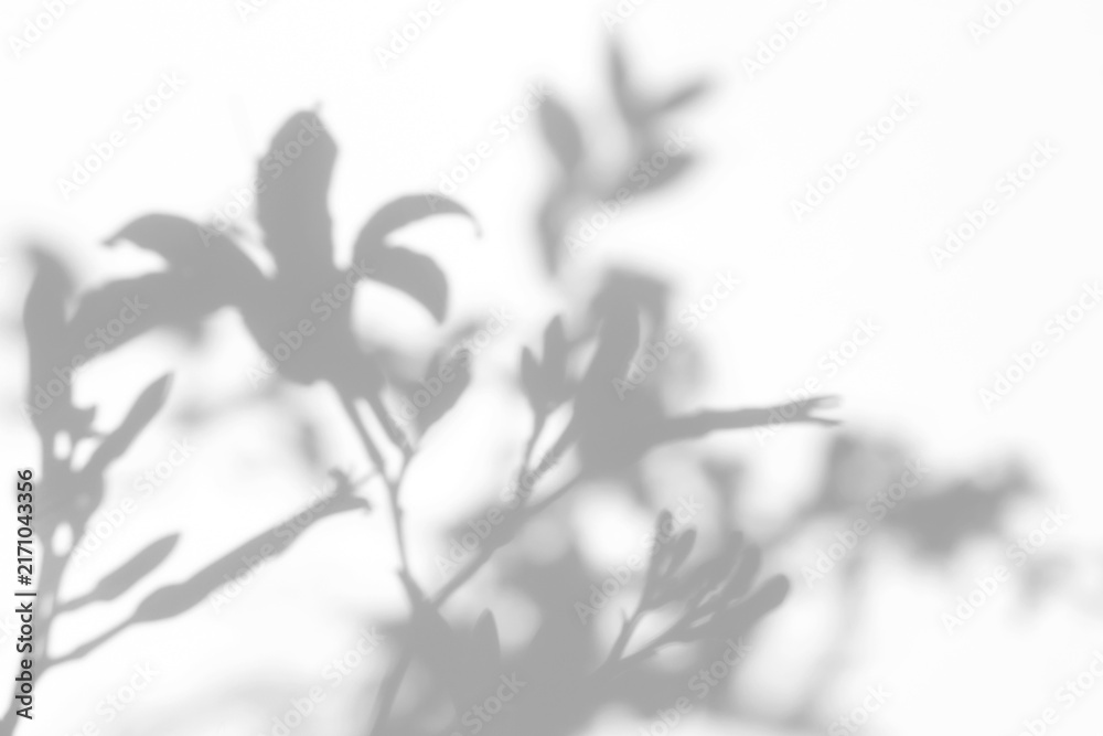 Obraz premium Real soft foliage shadow cut out on a transparent png background with clean diffused edges. Suits cinematic album cover and branding workflow as a transparent png overlay layer.