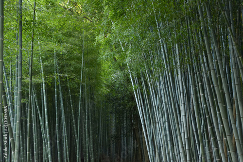 Obraz na płótnie Arashiyama Bamboo Forest in Kyoto, Japan