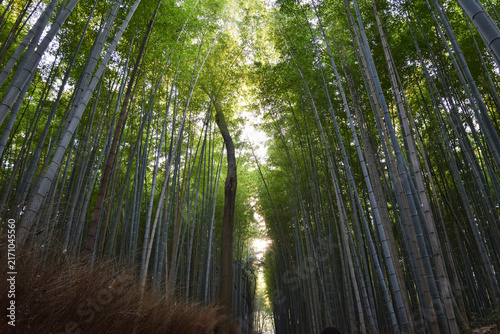 Quadro su tela Arashiyama Bamboo Forest in Kyoto, Japan