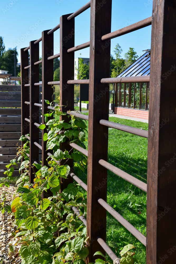 Fototapeta premium Wooden Trellis Fence with Climbing Green Plants in Community Garden