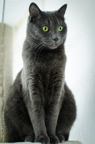 Gray cat sitting near scratching post