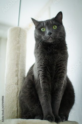 Gray cat sitting beside scratching post