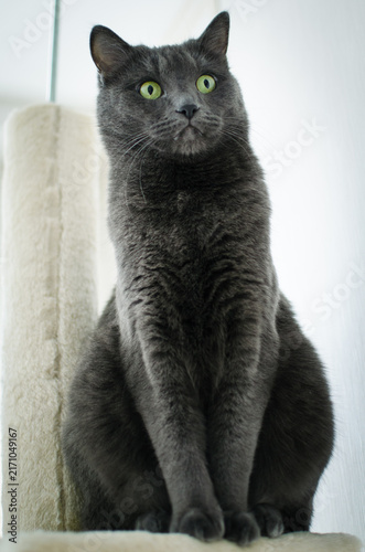 Gray cat resting beside scratching post
