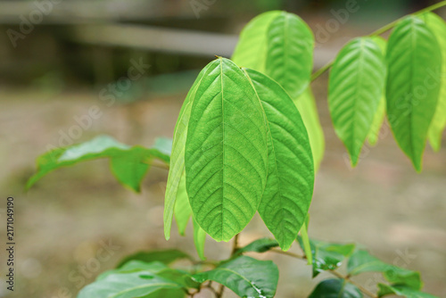 Rambutan plant green leaves (Nephelium lappaceum) 