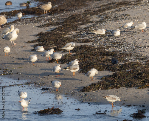 Foto Black-headed Gull (Chroicocephalus ridibundus) and European Herring Gull (Larus argentatus) at the coast of Oresund in Skane, southern Sweden