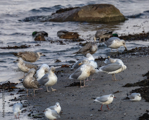 Foto Black-headed Gull (Chroicocephalus ridibundus) and European Herring Gull (Larus argentatus) at the coast of Oresund in Skane, southern Sweden