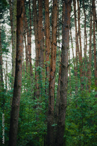 Cuadro en lienzo Slender pine tree trunks rising from a vibrant green undergrowth in a dense summer forest