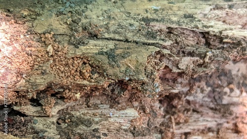 Macro detail of old decaying wood with rough texture, lichen, cracks and organic pattern.