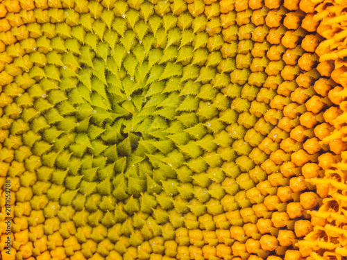 A close-up of the spiral floret pattern in the center of a common sunflower head 'Helianthus annuus'