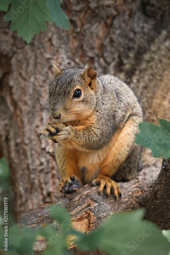 Close-up color photo of a beautiful red and gray fox squirrel sitting on a tree branch enjoying his food surrounded by a soft de-focused green and brown tree background