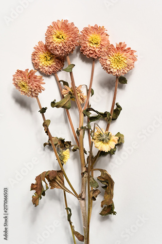 A delicate arrangement of dried chrysanthemum flowers