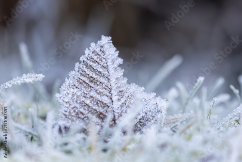 Fotografía Delicate frost crystals adorn a fallen leaf and blades of grass in winter, backg