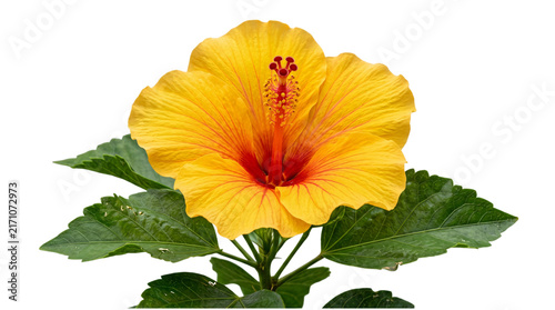 фотографія Yellow hibiscus flower with green leaves png on isolated transparent background