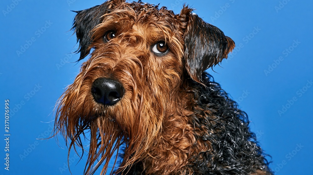 Naklejka premium Wirehaired fox terrier head photo with wet coat and dark brown fur against solid blue studio backdrop showing alert eyes