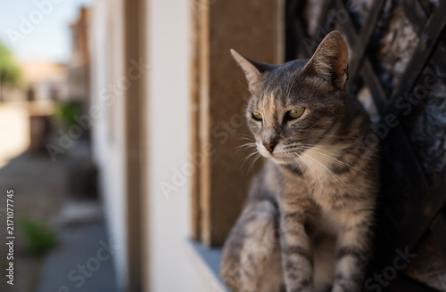 Tabby Cat Sitting on Window Sill Looking Outdoors