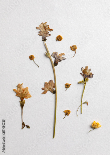 Dried plant arrangement on white paper