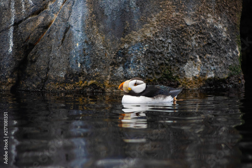 Horned Puffin on water by rock