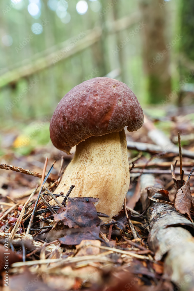 Fototapeta premium A close-up of a young white boletus mushroom growing among dry needles and leaves in a coniferous forest. 