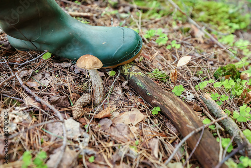 A young birch bolete grows in the forest floor next to a mushroom picker's rubber boot.