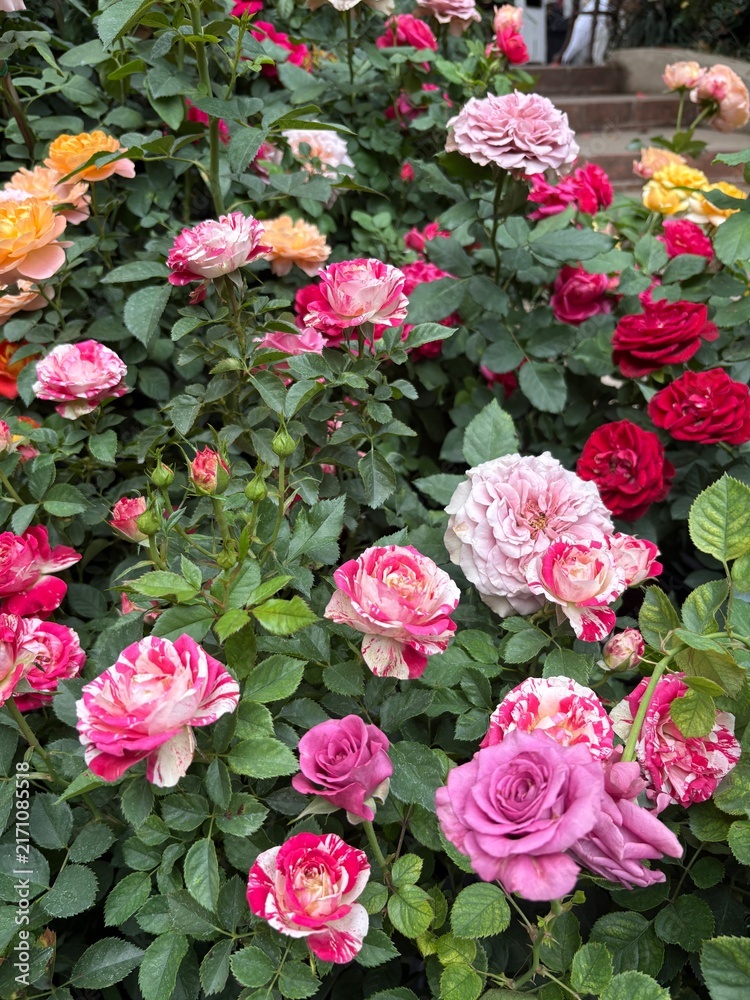 Fototapeta premium pink roses in a garden