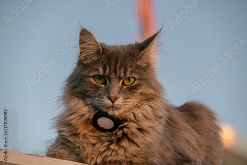 Bild auf Leinwand Majestic fluffy grey cat wearing a modern tracking collar outdoors