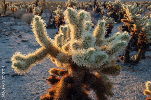 Foto Backlit cholla cactus glowing in warm sunrise light across a sparse desert landscape, emphasizing spines, texture and golden tones
