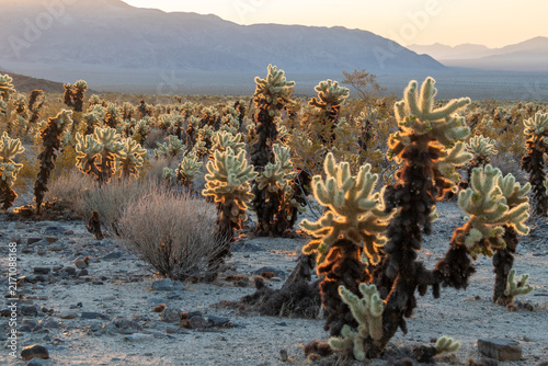 Fotografía Golden backlit cholla cactus glowing at sunrise across a vast Mojave desert landscape with distant mountains and warm tones