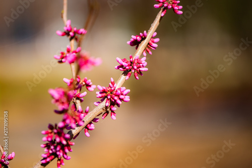 Macro close‑up of Chinese redbud twigs and buds in spring