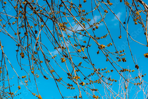 Spring branches with yellow flower buds against clear blue sky