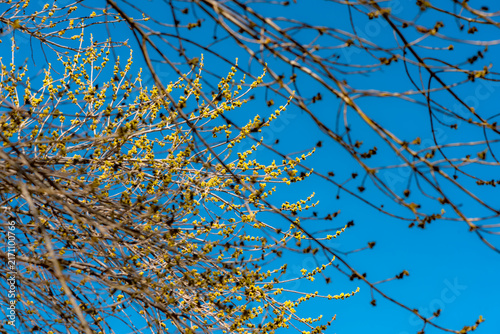 Spring branches with yellow flower buds against clear blue sky