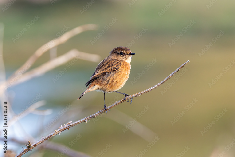 Fototapeta premium Stonechat on a branch