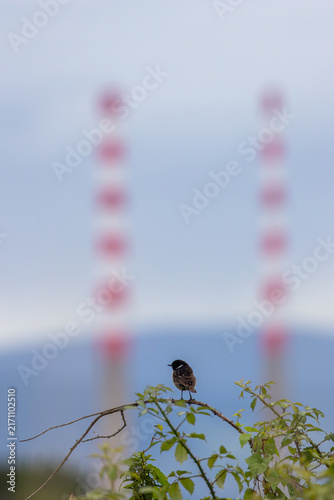 Photography Male stonechat with Poolbeg chimneys