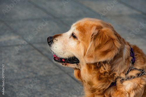 Profile close‑up of old golden retriever outdoors