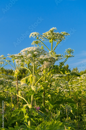 A flowering hogweed umbel with seeds, a poisonous weed