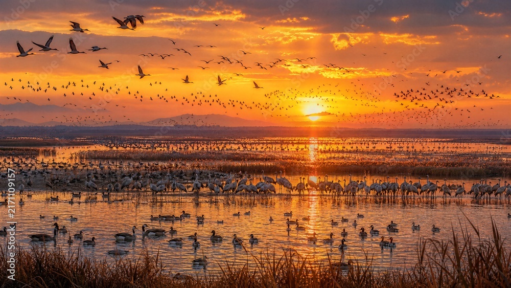 Naklejka premium Bird Migration at Sunset: A breathtaking spectacle of thousands of migratory birds takes flight and rests on the water's surface against a vibrant sunset sky, creating a stunning natural panorama.