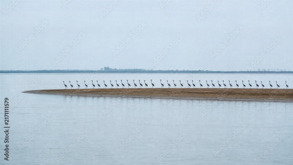 Naklejka premium A Line of Cranes on a Sandbar: A tranquil scene unfolds as a long, straight line of cranes stands gracefully on a narrow sandbar, surrounded by calm water under an overcast sky.