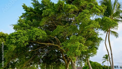 The vibrant branches of a large tree sway in the wind against a blue sky. Long branches and green leaves. Bark texture. Close-up of a mature tree. Tree branches in the wind, view from below.