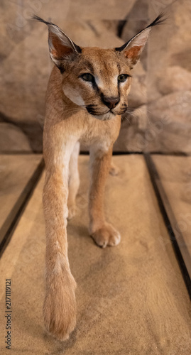 Cuadro en lienzo Caracal Taxidermy Portrait in Museum Exhibit