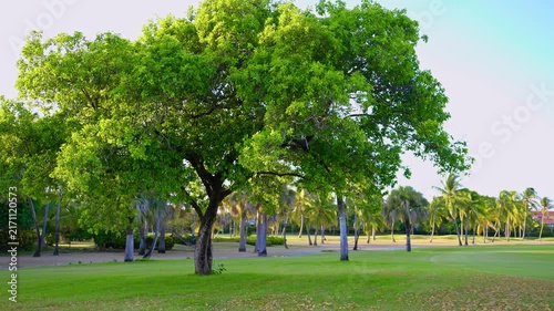 A tree with a spreading crown in an urban tropical park against the morning sky. Outdoor recreation. The green grassy lawn is surrounded by trees, creating a shady and tranquil atmosphere.