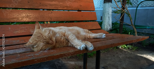Konstfotografi Horizontal photo of a relaxed beautiful ginger street cat resting outdoors, natural light, urban stray cat portrait, calm feline background
