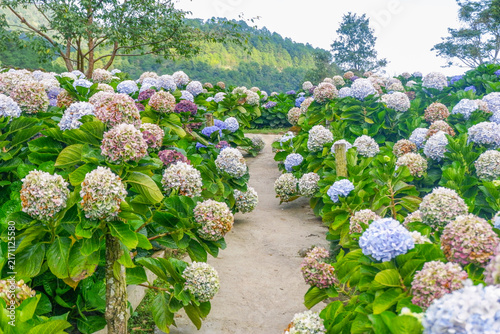 Hydrangea flower blooming in flower garden, Hydrangea macrophylla,purple and blue hydrangea bush a in full bloom.