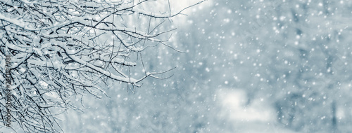 Snow-covered tree branches against blurred background during snowfall in winter