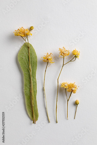 Dried linden flowers and leaf