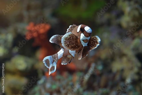 Canvas Print a juvenile Harlequin Sweetlips swimming among a coral reef