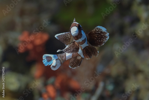 Фотография a juvenile Harlequin Sweetlips swimming among a coral reef
