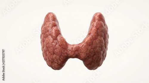 Isolated 3D render of healthy thyroid gland cow organ isolated on white background for medical study and endocrine system reference