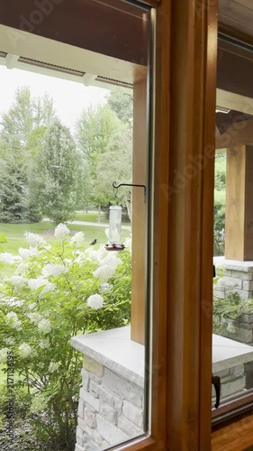 hummingbird view through the window